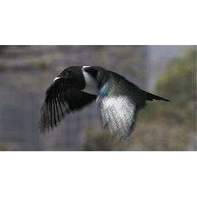Black-billed Magpie (Animated)